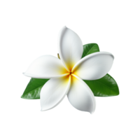 AI generated White plumeria flower png isolated on transparent background