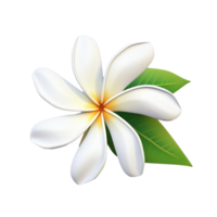 ai gerado branco plumeria flor png isolado em transparente fundo