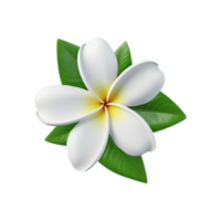 AI generated White plumeria flower png isolated on transparent background