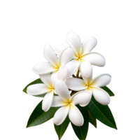 ai genererad vit plumeria blomma png isolerat på transparent bakgrund