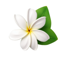 ai genererad vit plumeria blomma png isolerat på transparent bakgrund