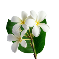 plumeria ページ Plumeria White Flowers In The Garden Stock Photo - Download