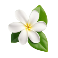 AI generated White plumeria flower png isolated on transparent background