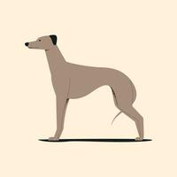 Whippet dog. Vector illustration in flat style for design.