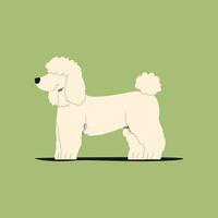 Poodle. Vector illustration. Isolated on a green background.