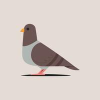 Pigeon vector illustration. Pigeon in flat style.