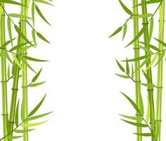 Vector green bamboo stems and leaves isolated on white background with copy space. Vector illustration in flat style