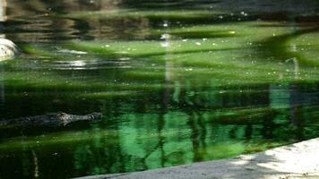 Crocodile or alligator in river video