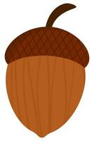 Graphic illustration of an acorn isolated on white background. vector