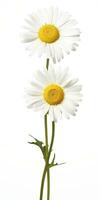 AI generated Common daisy isolated on white background. AI Generated photo