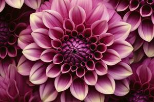 AI generated Dahlia flower background.  AI Generated. photo