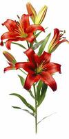 AI generated Red Lilies isolated on white background. AI Generated photo