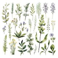 AI generated Collection of watercolor herbs clipart on white background. AI Generated photo