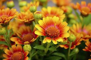 ai generado gaillardia o cobija flor. brillante y vistoso sombras de calentar tonos ai generado foto