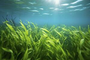 AI generated Underwater view of a group of seabed with green seagrass. AI Generated photo