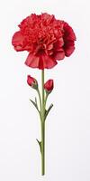 AI generated Red Carnation isolated on white background. AI Generated photo