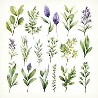 AI generated Collection of watercolor herbs clipart on white background. AI Generated photo