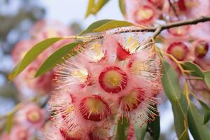 AI generated Beautiful Gum tree pink flowers and buds. AI Generated photo