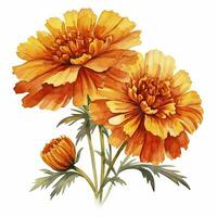 AI generated Watercolor autumn marigold flowers with raindrops on white background. AI Generated photo