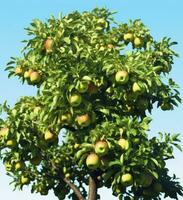 ai generado un hermosa verde manzana árbol. ai generado foto