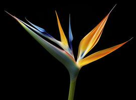 AI generated Bird of paradise flower isolated on black background. AI Generated photo