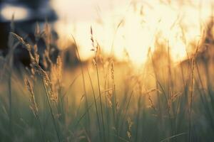 AI generated Wild grass in the forest at sunset. Abstract summer nature background. Generative AI photo