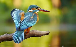 AI generated The common kingfisher wetlands bird colored feathers from different birds. Generative AI photo