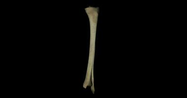 Tibia bone of skeleton human in rotation video