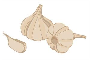 Garlic isolated on a white background. Vector illustration. Garlic bulbs in flat style. Cartoon aromatic seasoning, spices.