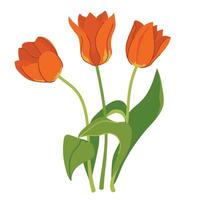 Beautiful bouquet of red tulips isolated on a white background. A bouquet of spring flowers, a gift for International Women's Day or Mother's Day. Colorful vector illustration in flat style.