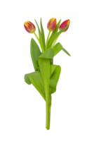 rosa, hermosa tulipanes aislado en un transparente antecedentes. recorte camino png