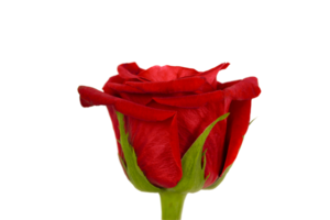 Bud of a beautiful red rose isolated on a transparent background. png