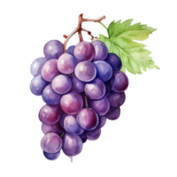 AI generated grape illustration , grape clipart ,grape water color png