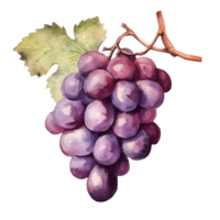 AI generated grape illustration , grape clipart ,grape water color png