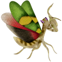 defensa de Orando mantis png