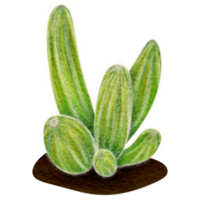 cardón gigante mexicano png