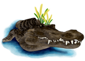 Black and gray freshwater crocodile png