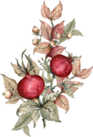 Pomegranate foliage bouquet tree png