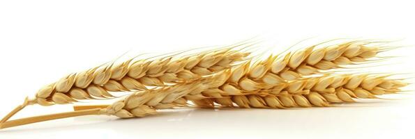 AI generated Wheat ears isolated on white background. AI Generated. photo