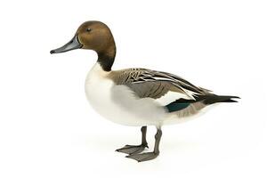 AI generated Northern pintail isolated on white background. AI Generated. photo