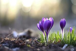 AI generated Spring purple crocus flower. AI Generated photo