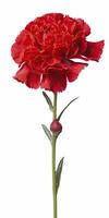 AI generated Red Carnation isolated on white background. AI Generated photo