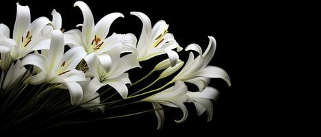 AI generated White lily flowers on black background. AI Generated photo