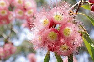 AI generated Beautiful Gum tree pink flowers and buds. AI Generated photo