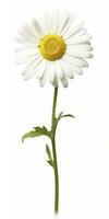 AI generated Common daisy isolated on white background. AI Generated photo