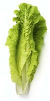 AI generated Lettuce isolated on white background. AI Generated photo