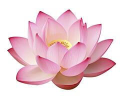 AI generated Lotus flower on white background. AI Generated photo