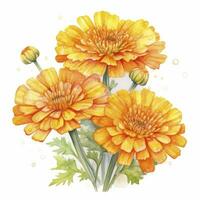 AI generated Watercolor autumn marigold flowers with raindrops on white background. AI Generated photo