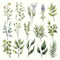 AI generated Collection of watercolor herbs clipart on white background. AI Generated photo