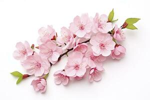 AI generated Sakura flowers isolated on white background. AI Generated photo